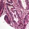 Profilin 2 antibody, orb214386, Biorbyt, Immunohistochemistry paraffin image 