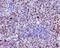 c-Myc antibody, P00026-2, Boster Biological Technology, Immunohistochemistry frozen image 