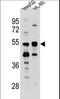 Tektin-5 antibody, LS-C161798, Lifespan Biosciences, Western Blot image 