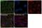 Raf-1 Proto-Oncogene, Serine/Threonine Kinase antibody, 702166, Invitrogen Antibodies, Immunofluorescence image 