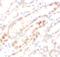 Methyltransferase Like 18 antibody, FNab01061, FineTest, Immunohistochemistry paraffin image 