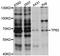 Tumor Protein P63 antibody, STJ110906, St John