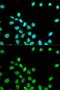 Lamin A/C antibody, LS-C330867, Lifespan Biosciences, Immunofluorescence image 