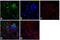 Mucin 1, Cell Surface Associated antibody, MA5-13168, Invitrogen Antibodies, Immunofluorescence image 