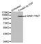 GRB2 Associated Binding Protein 1 antibody, STJ110830, St John