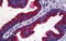 Mitogen-Activated Protein Kinase 13 antibody, MBS245988, MyBioSource, Immunohistochemistry frozen image 