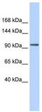 Zinc Finger Protein 560 antibody, TA341486, Origene, Western Blot image 