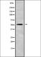 ADAM Like Decysin 1 antibody, orb337963, Biorbyt, Western Blot image 
