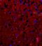 TNF Receptor Superfamily Member 11a antibody, orb6560, Biorbyt, Immunofluorescence image 