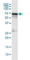 Stimulated by retinoic acid gene 6 protein antibody, H00064220-D01P, Novus Biologicals, Western Blot image 