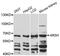 Arylsulfatase Family Member H antibody, LS-C747754, Lifespan Biosciences, Western Blot image 