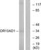 Olfactory Receptor Family 10 Subfamily AD Member 1 antibody, A30852, Boster Biological Technology, Western Blot image 