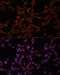 Multidrug resistance protein 1 antibody, 14-133, ProSci, Immunofluorescence image 