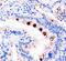 Trefoil factor 1 antibody, PA1690, Boster Biological Technology, Immunohistochemistry frozen image 