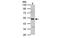 Calsequestrin 1 antibody, MBS837236, MyBioSource, Western Blot image 