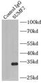 Sulfatase Modifying Factor 2 antibody, FNab08388, FineTest, Immunoprecipitation image 