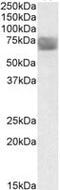 Tripeptidyl Peptidase 1 antibody, MBS421707, MyBioSource, Western Blot image 