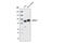 Villin 1 antibody, 2369S, Cell Signaling Technology, Western Blot image 