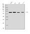 Z-DNA-binding protein 1 antibody, A04739-2, Boster Biological Technology, Western Blot image 