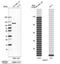 Sortilin 1 antibody, NBP1-89745, Novus Biologicals, Western Blot image 