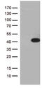 Hes Related Family BHLH Transcription Factor With YRPW Motif Like antibody, M07068, Boster Biological Technology, Western Blot image 