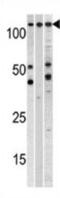 Chromosome Segregation 1 Like antibody, abx030969, Abbexa, Western Blot image 