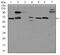 Glypican 3 antibody, MA5-17083, Invitrogen Antibodies, Western Blot image 