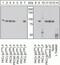 Protein Kinase C Delta antibody, 44-975G, Invitrogen Antibodies, Western Blot image 
