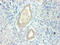 Fatty acid-binding protein, heart antibody, CSB-MA077601A0m, Cusabio, Immunocytochemistry image 