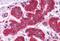 Junction Plakoglobin antibody, MBS246027, MyBioSource, Immunohistochemistry frozen image 