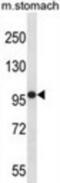 Flk antibody, abx028181, Abbexa, Western Blot image 