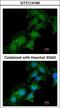 ATPase H+ Transporting Accessory Protein 2 antibody, LS-C109539, Lifespan Biosciences, Immunofluorescence image 