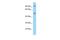 Lysine-specific histone demethylase 1B antibody, PA5-45831, Invitrogen Antibodies, Western Blot image 