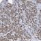 Monooxygenase DBH Like 1 antibody, PA5-57381, Invitrogen Antibodies, Immunohistochemistry frozen image 