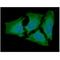 Adenylate Kinase 2 antibody, NBP2-50575, Novus Biologicals, Immunofluorescence image 