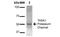 Potassium Two Pore Domain Channel Subfamily K Member 3 antibody, NBP2-42202, Novus Biologicals, Western Blot image 