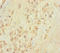 Talin 2 antibody, LS-C319064, Lifespan Biosciences, Immunohistochemistry paraffin image 