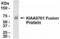UHRF1 Binding Protein 1 Like antibody, XW-7776, ProSci, Western Blot image 