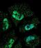 ELAV Like RNA Binding Protein 1 antibody, LS-C167718, Lifespan Biosciences, Immunofluorescence image 