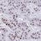 Centrosomal Protein 72 antibody, HPA058235, Atlas Antibodies, Immunohistochemistry frozen image 
