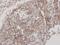 Flotillin 2 antibody, GTX100279, GeneTex, Immunohistochemistry paraffin image 