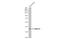 Ankyrin Repeat Domain 16 antibody, GTX134803, GeneTex, Western Blot image 