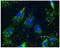 Collagen Type VI Alpha 2 Chain antibody, H00001292-M01, Novus Biologicals, Immunofluorescence image 