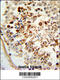 Cytochrome C Oxidase Subunit 6A1 antibody, 63-810, ProSci, Immunohistochemistry paraffin image 