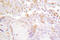 GATA Binding Protein 2 antibody, LS-C176516, Lifespan Biosciences, Immunohistochemistry paraffin image 