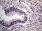 THO Complex 3 antibody, LS-C794874, Lifespan Biosciences, Immunohistochemistry paraffin image 