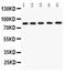Amyloid Beta Precursor Like Protein 1 antibody, PA5-78795, Invitrogen Antibodies, Western Blot image 