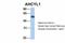 Adenosylhomocysteinase Like 1 antibody, A08908, Boster Biological Technology, Western Blot image 