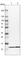 Late Endosomal/Lysosomal Adaptor, MAPK And MTOR Activator 4 antibody, HPA020998, Atlas Antibodies, Western Blot image 