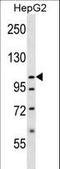 Solute Carrier Family 12 Member 7 antibody, LS-C161130, Lifespan Biosciences, Western Blot image 